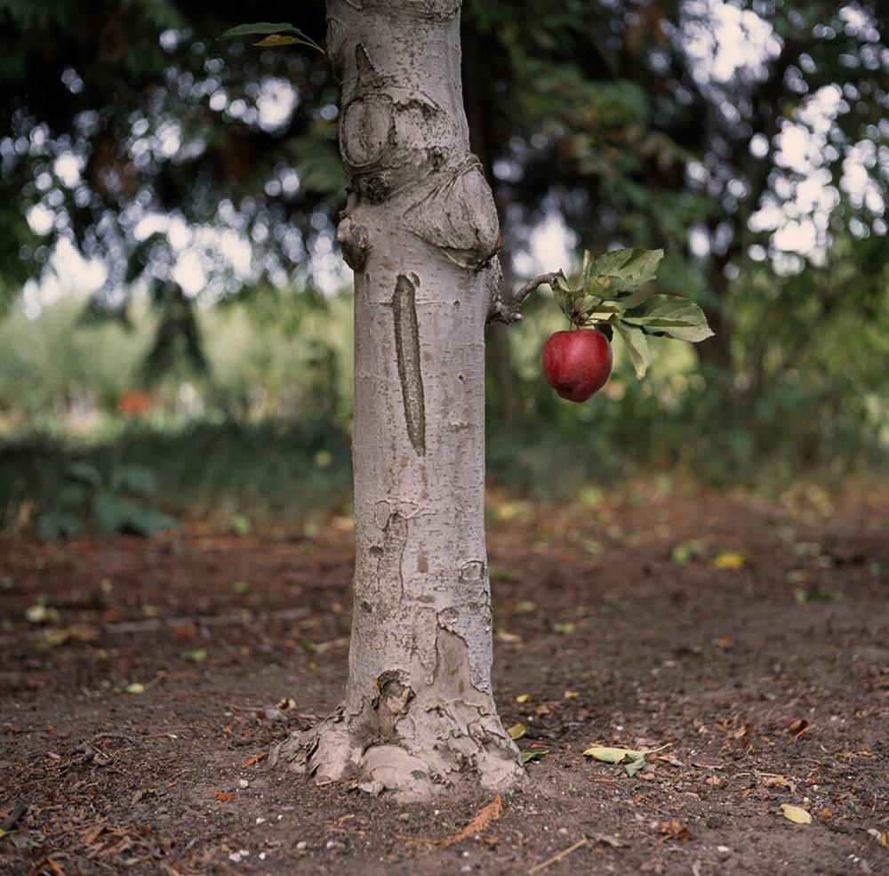 Christos Dikeakos, Red Delicious, Foreground Study, 2007, photograph. Gift of Gordon Smith. Collection of the West Vancouver Art Museum.