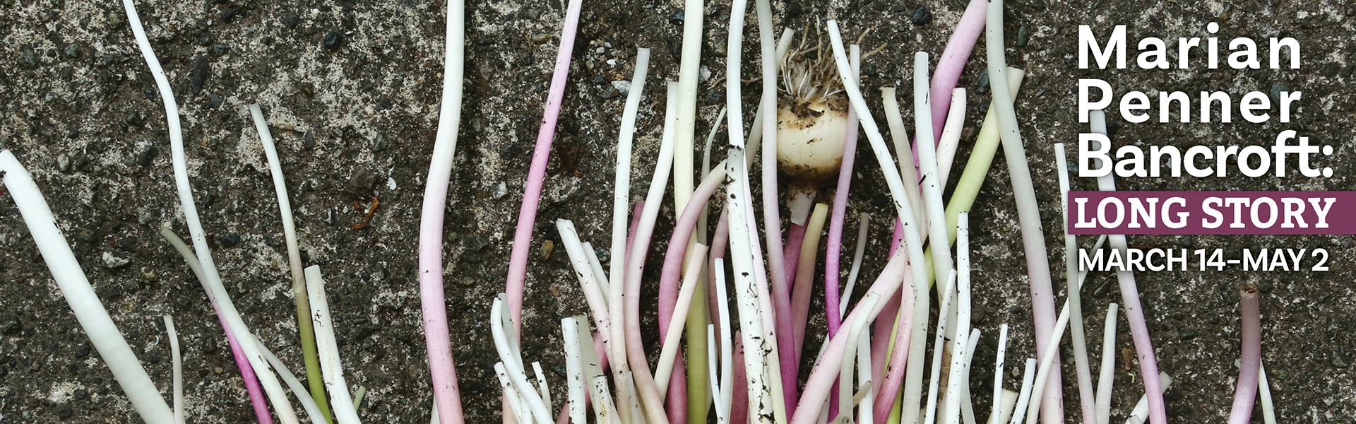 Marian Penner Bancroft, Spent Bluebell Stems (Detail), 2025, Digital chromogenic print on fine art rag paper, 24”x30”.  Courtesy of the artist.