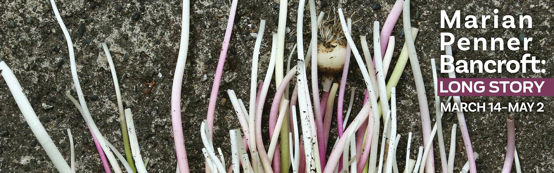 Marian Penner Bancroft, Spent Bluebell Stems (Detail), 2025, digital chromogenic print on fine art rag paper, 24”x30”. Courtesy of the artist