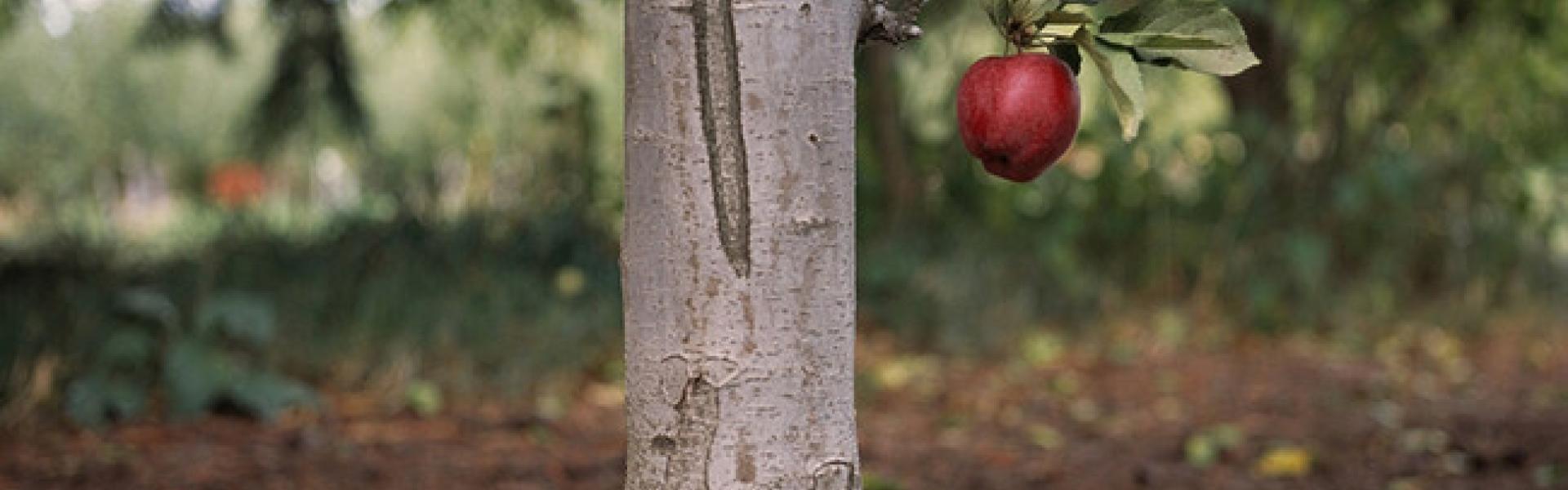 Christos Dikeakos, Red Delicious, Foreground Study, 2007