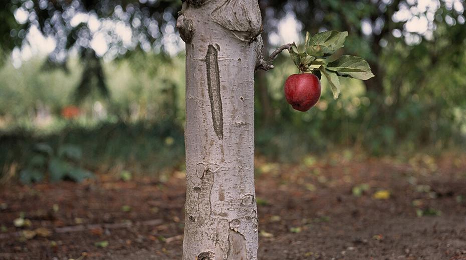 Christos Dikeakos, Foreground Study, Red Delicious, 2007.